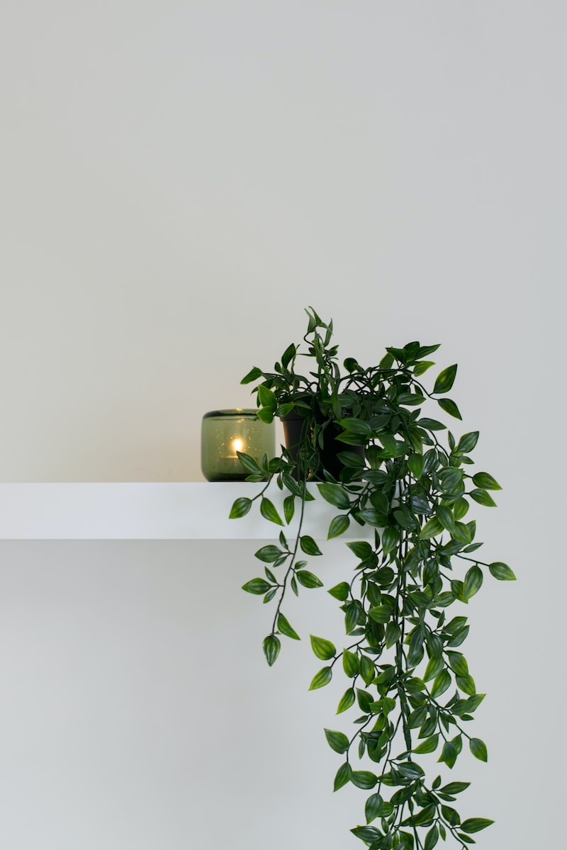 green leafed plant place on floating shelf